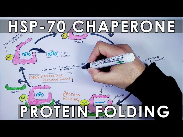HSP-70 / HSP-40  Chaperone  Protein Folding