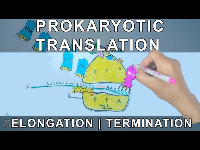 Prokaryotic Translation | Elongation and Termination