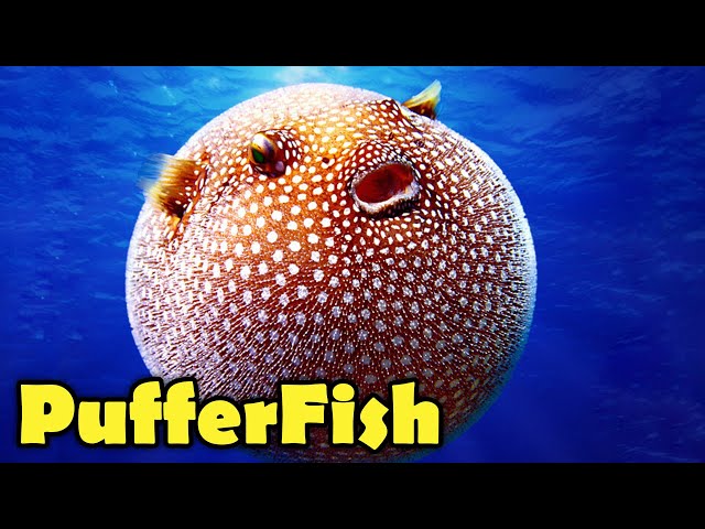 What is a Puffer Fish? - 10 Amazing PufferFish Facts!