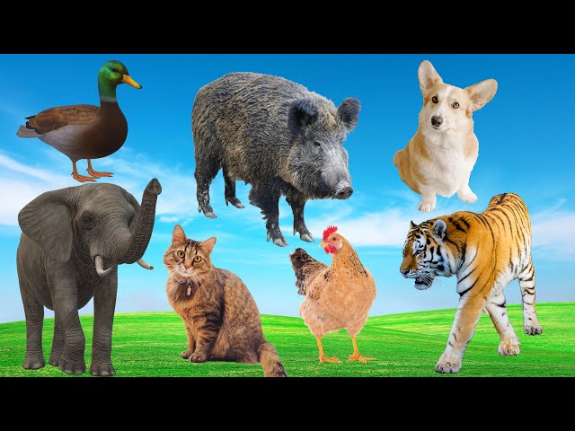 Interesting animal sounds: cat, duck, dog, horse, elephant - Adorable animals