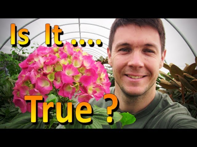 Do Hydrangea Really Change Color Based on Soil PH | Petunia Cuttings Update