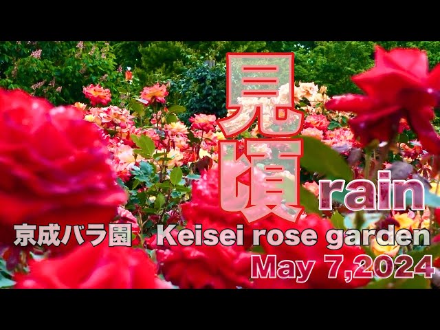 Beautiful Rose Garden rain ‘Keisei Rose Garden’ Yachiyo City, Chiba, Japan｜rain Flower Garden#京成バラ園