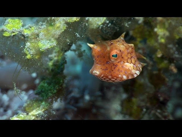Mucky Secrets - Part 12 - Boxfishes, Puffers & Porcupinefishes - Lembeh Strait