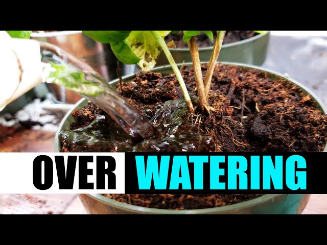 3 Dangers Of Over Watering - Garden Quickie Episode 74
