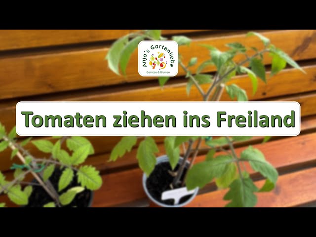 Tomatenpflanzen ziehen nach den Eisheiligen endlich ins Freiland | Tipps | Vorgehensweise