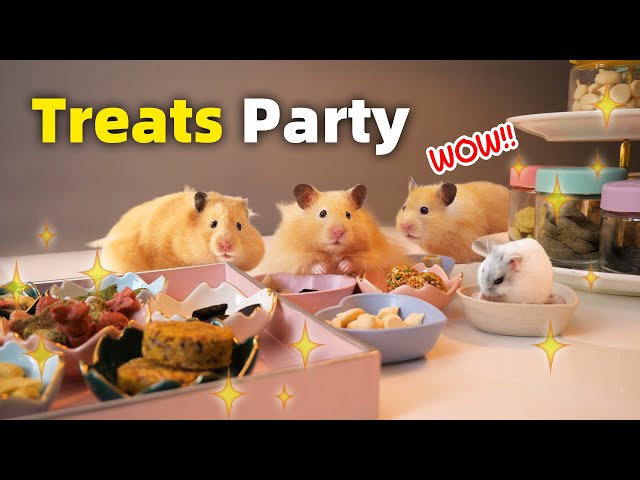Surprising my Hamsters with a Mini Treats Buffet