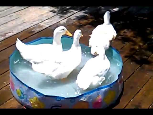 Prepping Ducks For Eggs Update!
