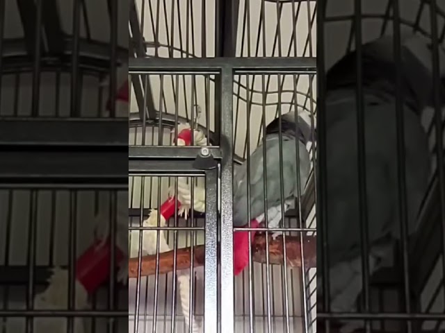 Name that tune? #namethatsong #parrot #birds #funnyanimals #funny #tune