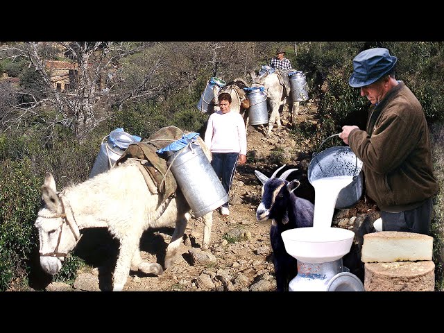 Daily life of 3 families of goatherds in the mountains: milking, grazing and caring for the goats