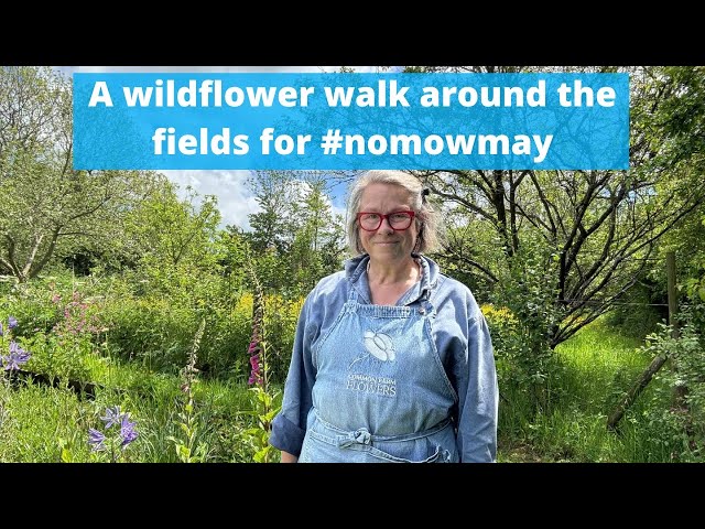 Club version - let’s have a look at the May wildflowers here at Common Farm Flowers