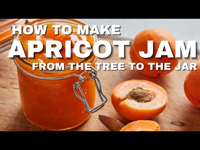 How to make Apricot Jam  //  Our 1 Acre Homestead //  Year 1