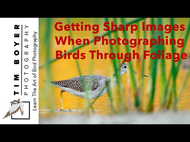 Getting Sharp Images Photographing Birds Through Foliage