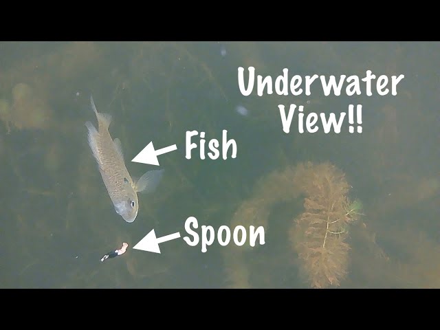 Ice Fishing for a Mixed Bag ahead of Warm-up!! (*Underwater view*)