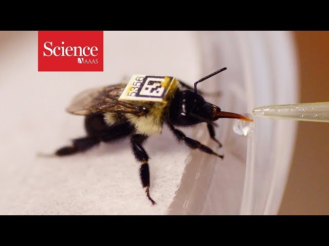 New tracking system could show how pesticides are harming bee colonies
