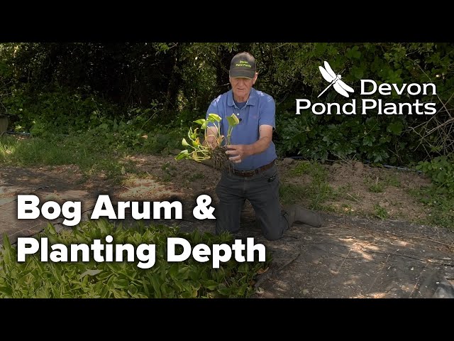 Bog Arum and Pond Plant Planting Depth