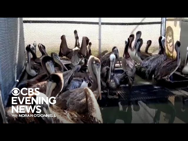 Starving pelicans struggling to survive in Southern California