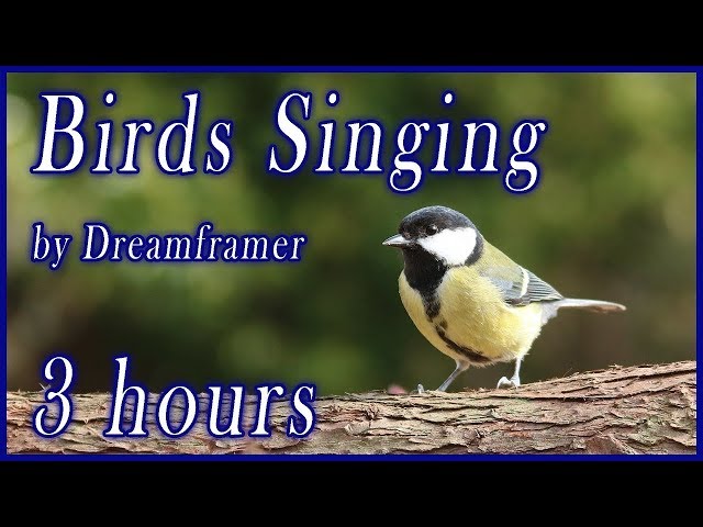 Birds Singing - Relaxing Nature Sounds
