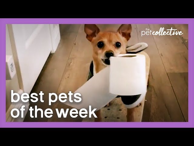 Special Delivery | Best Pets of the Week