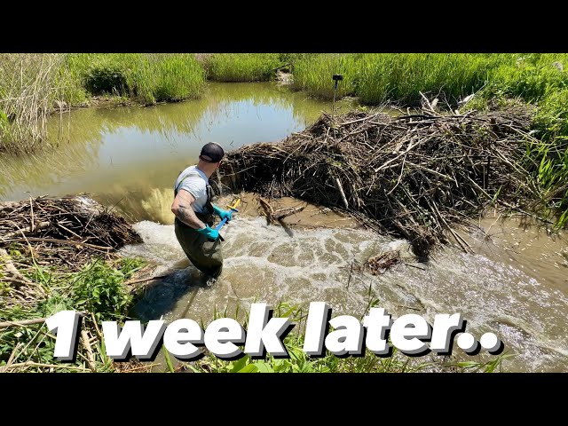 What Happened 1 Week After Dam Removal ?
