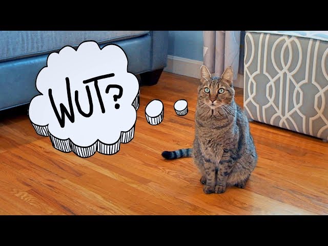 Funny Names My Cat Answers To