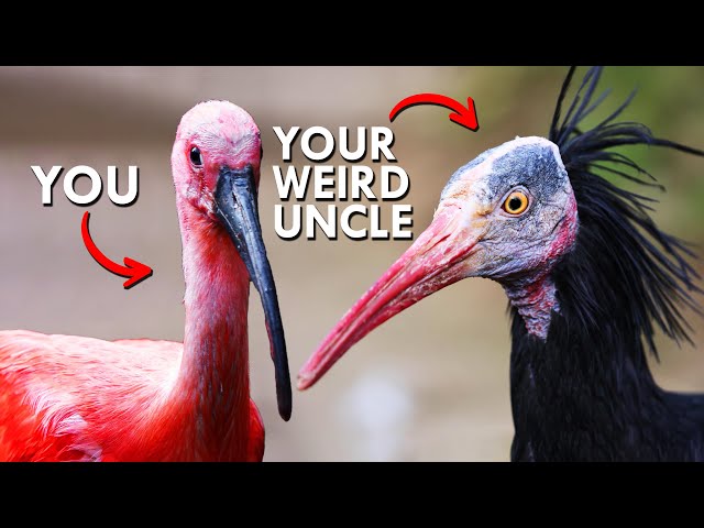 Why Is This Bird Pink?