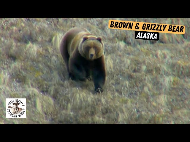 Dangerous & Remote Bear Hunts in Alaska