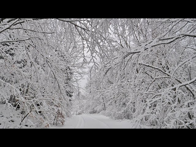 Virtual Drive Through The Snow Covered Forest