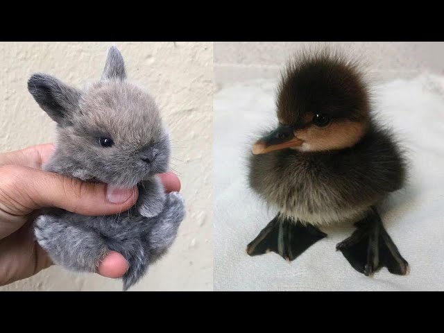 Funny baby animals Videos Compilation Cute moment of the animals