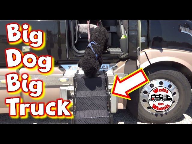 🚍 How Does a Big Dog Get in the Big Truck? 🐶