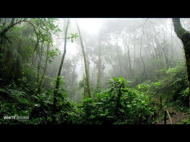 Rainforest Rain Sounds for Sleeping or Studying - White Noise Rainstorm 2 Hours