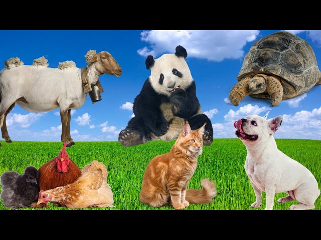 Interesting Animal Characteristics - Cat, Dog, Chicken, Panda, Turtle, Goat - Animal sounds