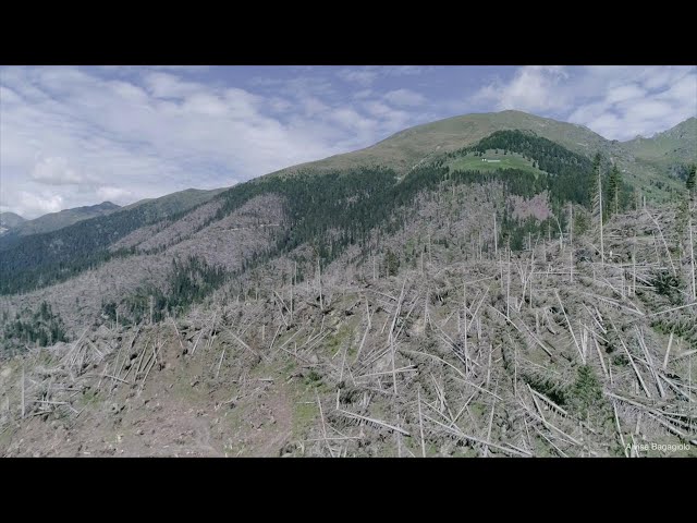 Un anno dopo la tempesta Vaia, la devastazione vista dal drone