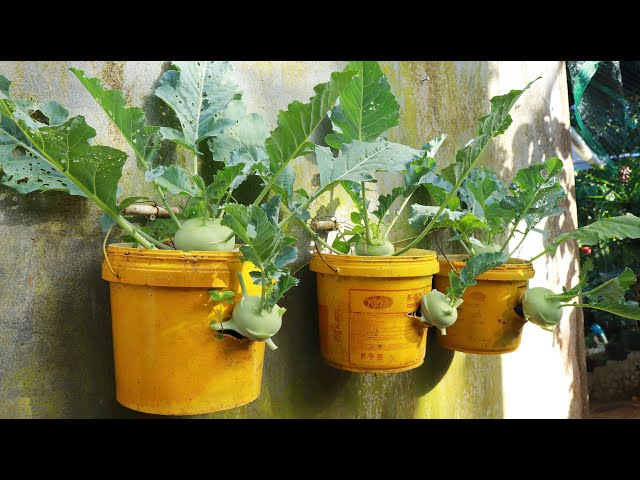 Growing Kohlrabi At Home In A Paint Bucket, If You Don't Have A Garden