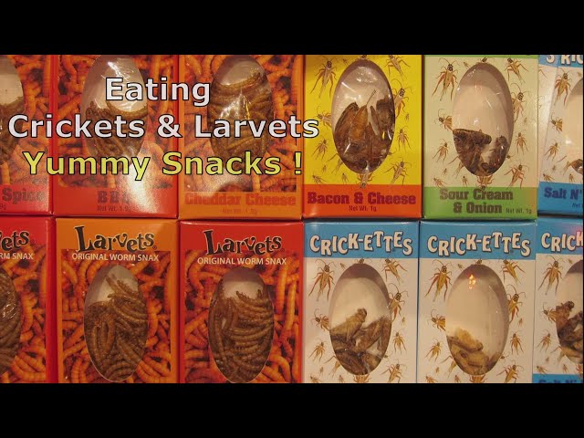 Eating Crickets & Larvets (Real Bug Snacks) - Sam's Game Special Video