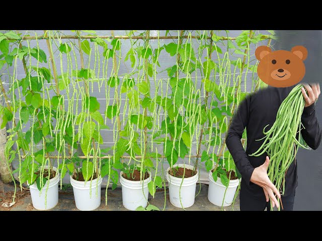 Grow Long Beans On The Terrace : Very Delicious : Easy To Grow