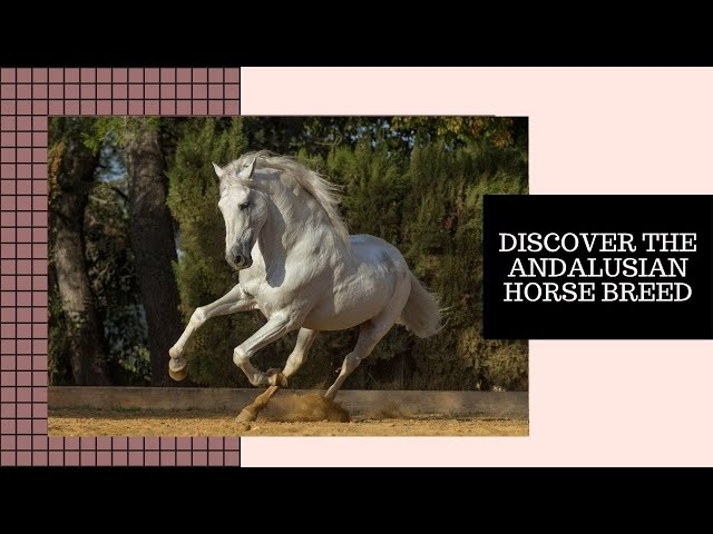 Discover the Andalusian Horse Breed