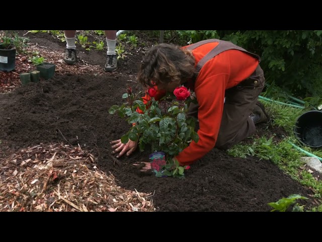 Planting a Rose From a Container