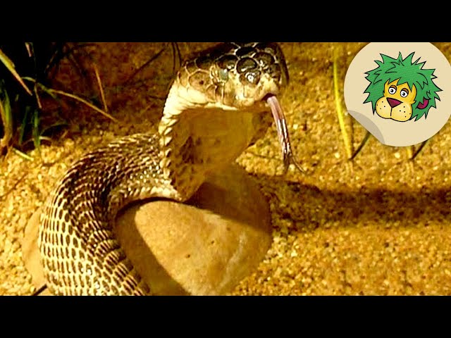 Schlangen | OLI's Wilde Welt | SWR Kindernetz