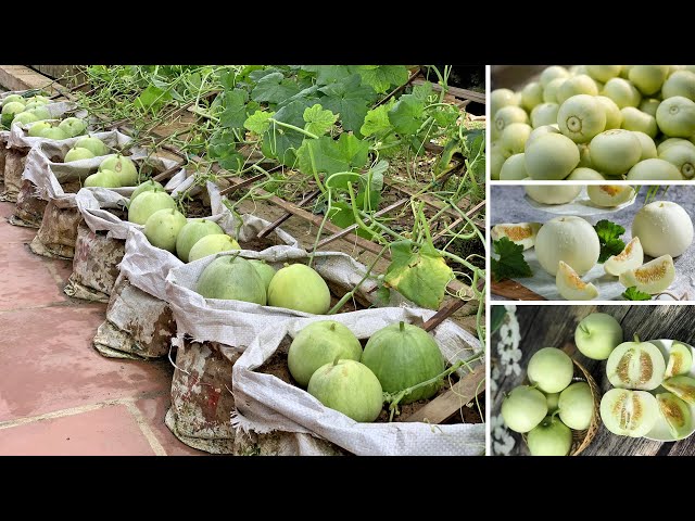 Recycling sacks growing melon pear, super fruits at home, very simple for beginners