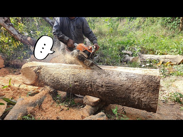 Amazing Big Mango Tree Wood Sawing Logs With Chainsaw STIHL MS 070
