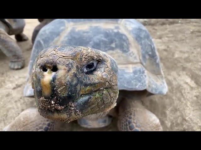 Live With Galapagos Tortoises