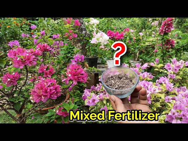 Care of Bougainvillea in Summer// How to Grow and Care Bougainvillea Plant in Summer //Baganbilas