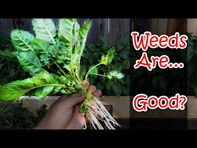 The 5 Best Uses For Common Weeds - Garden Quickie Episode 9
