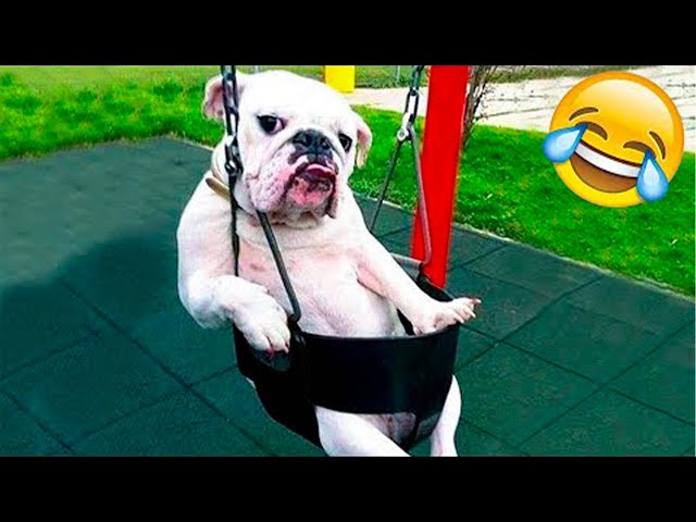 Rolling on the Floor Laughing: Funny Dogs and Cats Videos