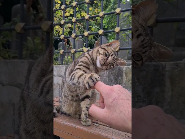 Very cute and playful tabby cat.