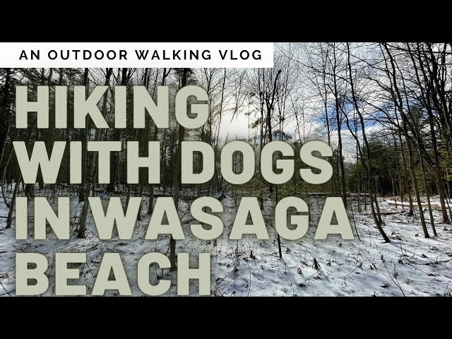 Dog hike in Wasaga Beach