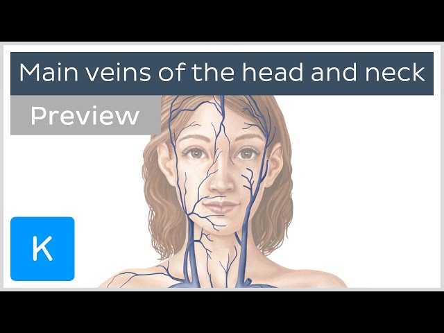 Main veins of the head and neck (preview) - Human Anatomy | Kenhub