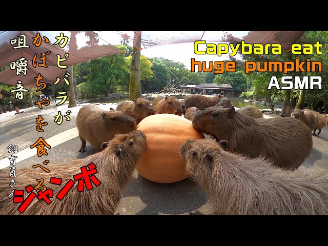 Capybara eat huge pumpkin ASMR