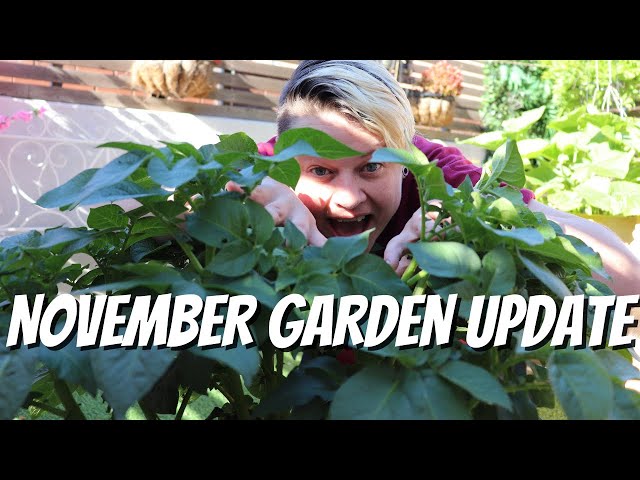 November Garden Update - Balcony Garden 2020
