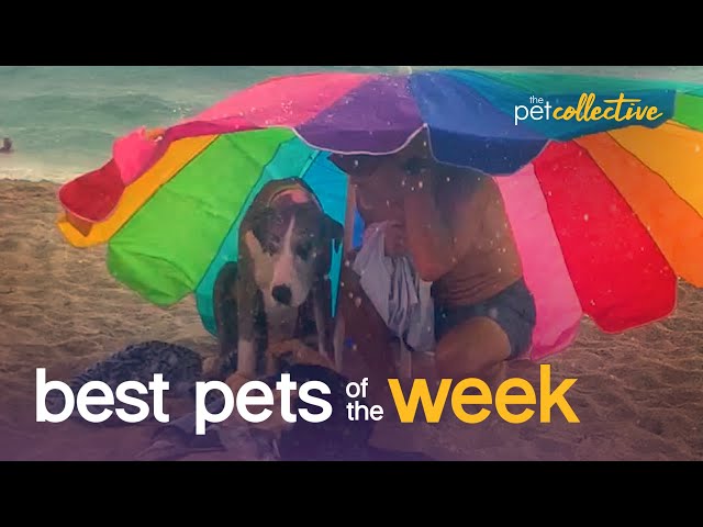 The Worst Beach Day Ever! | Best Pets of the Week